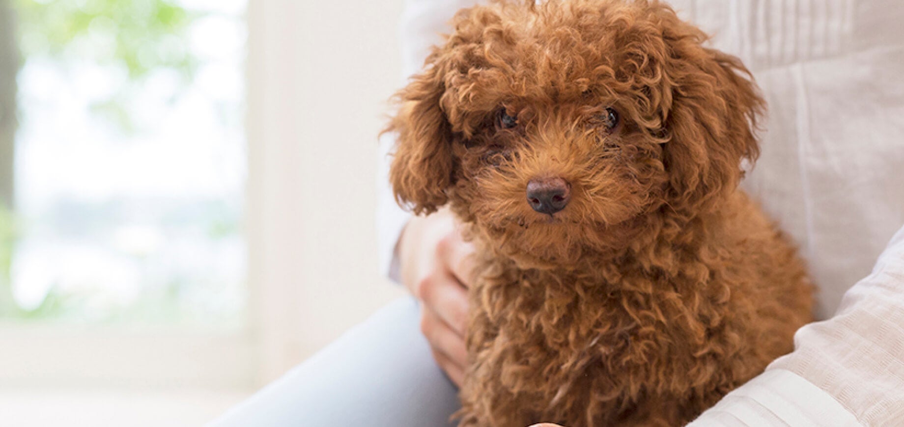 Weaning puppies: puppy to adult food