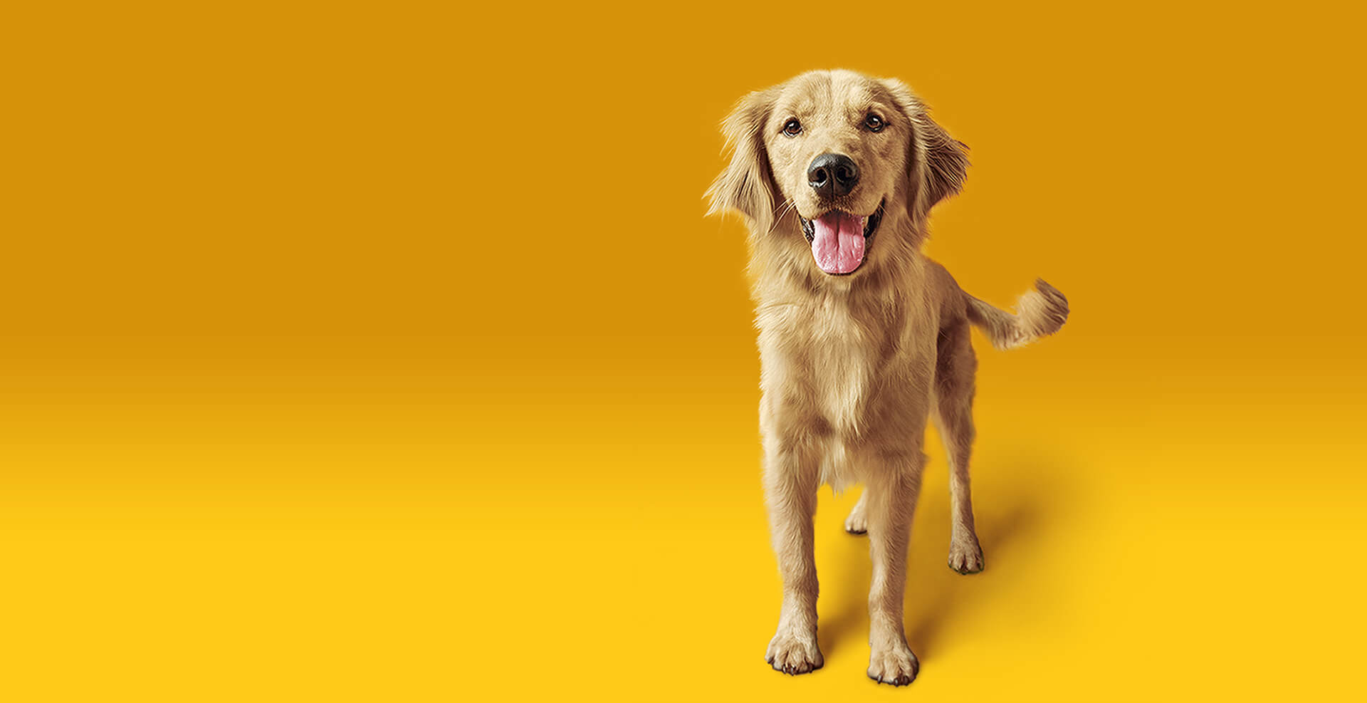 Quality nutrition for dogs