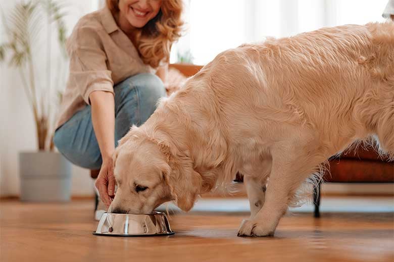 ¿Qué no pueden comer los perros? 10 alimentos prohibidos para perros