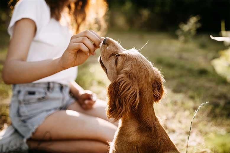 Croquetas para perro: ¿cómo escoger las mejores para mi mascota?