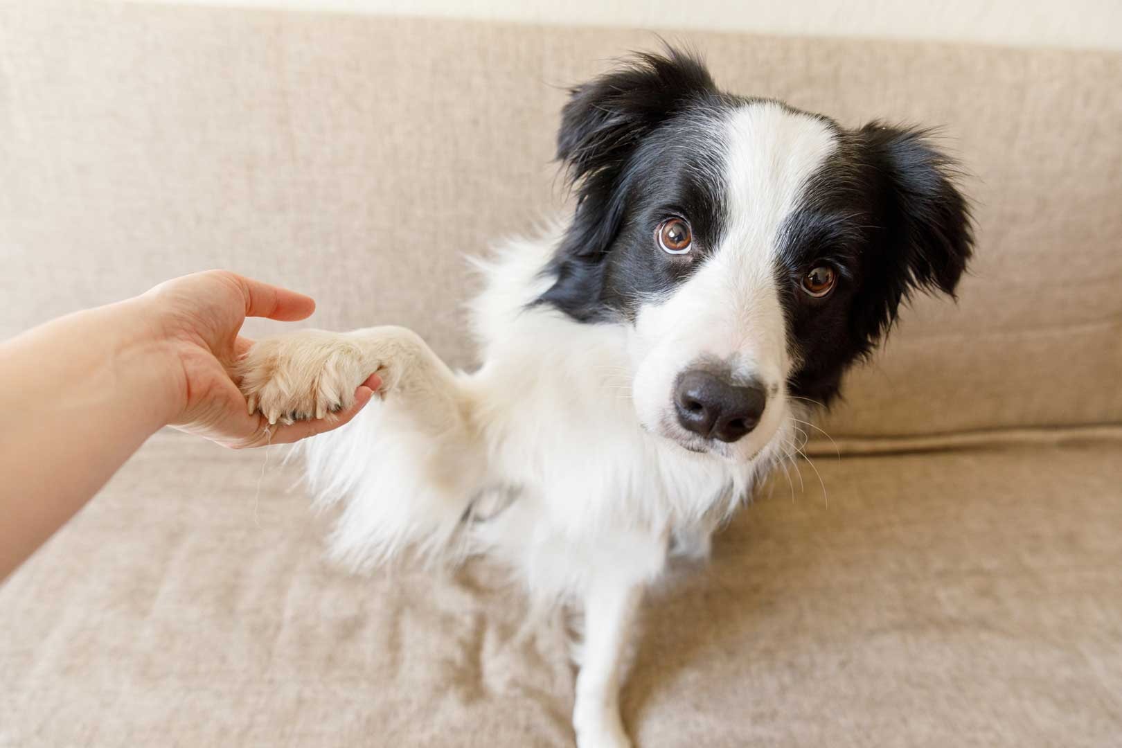 premios-para-perro-cómo-arovecharlos-para-el-entrenamiento-de-tu-cachorro
