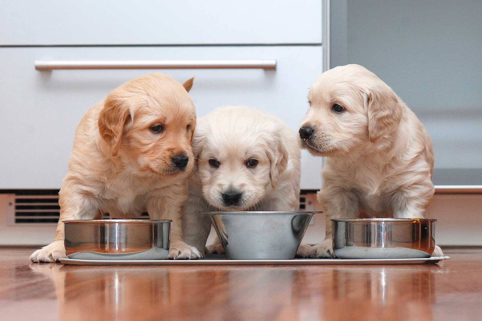 croquetas-para-cachorro-cual-es-la-mejor-comida-en-sus-primeras-etapas