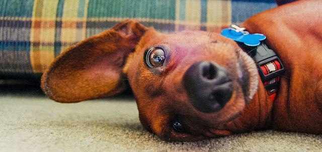 Beneficios de tener un perro