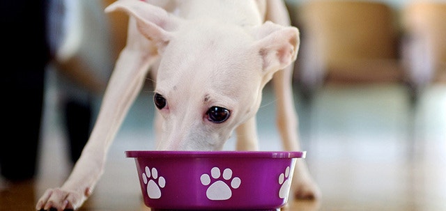 Descubre los nutrientes que tu perro necesita