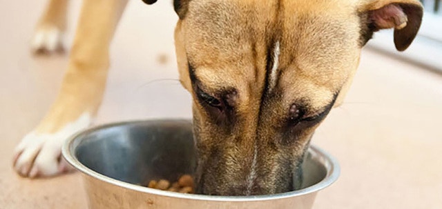 Dale variedad con los Sobres® PEDIGREE®
