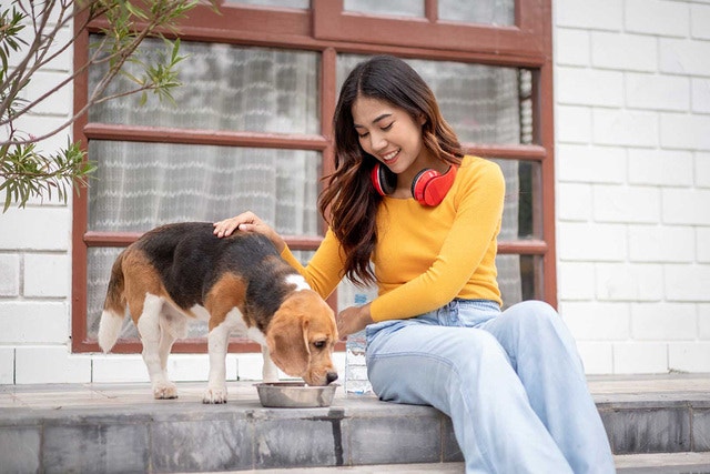 Croquetas para perro: ¿Cuáles elegir según su edad y tamaño?